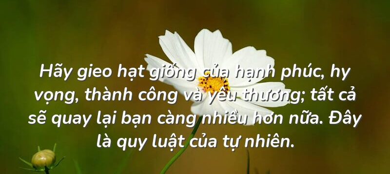 Hạt giống tâm hồn